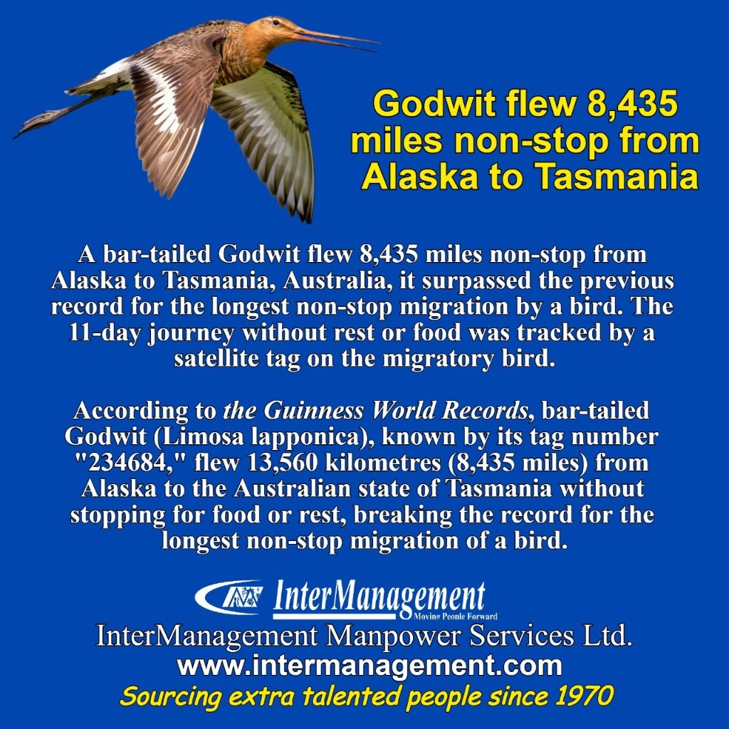 A bar-tailed godwit flew 8,435 miles non-stop from Alaska to Tasmania